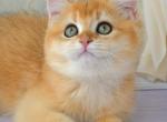 Harry - British Shorthair Cat For Sale - Chicago&comma; IL&comma; US