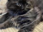 Female Persian Ragdoll - Persian Cat For Sale - McKinney&comma; TX&comma; US