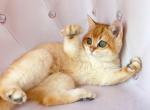 Alex located in LA - British Shorthair Cat For Sale - Glendale&comma; CA&comma; US