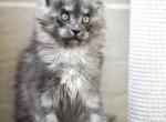 Elizabeth - Maine Coon Cat For Sale - Hollywood&comma; FL&comma; US
