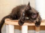 Diamant - Maine Coon Cat For Sale - Miami&comma; FL&comma; US