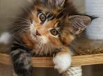 Diva - Maine Coon Cat For Sale - Miami&comma; FL&comma; US