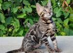 Gary - Bengal Cat For Sale - Miami&comma; FL&comma; US