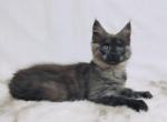 Sonata - Maine Coon Cat For Sale - Miami&comma; FL&comma; US
