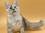 Milan - Maine Coon Cat For Sale - Miami&comma; FL&comma; US