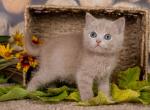 Uyliy - British Shorthair Cat For Sale - Miami&comma; FL&comma; US