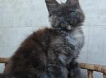 Marta - Maine Coon Cat For Sale - Hollywood&comma; FL&comma; US