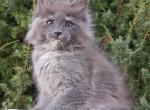 Oda - Maine Coon Cat For Sale - Hollywood&comma; FL&comma; US