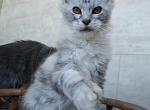 Nikita Polydactyl - Maine Coon Cat For Sale - Hollywood&comma; FL&comma; US