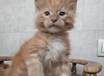 Neon - Maine Coon Cat For Sale - Hollywood&comma; FL&comma; US