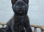 Otiks - Maine Coon Cat For Sale - Hollywood&comma; FL&comma; US