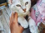 LYNX POINT - Siamese Cat For Sale - Hampden&comma; MA&comma; US