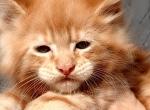 Oscar - Maine Coon Cat For Sale - Hollywood&comma; FL&comma; US
