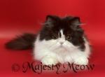 Gelato - Persian Cat For Sale - Yucca Valley&comma; CA&comma; US