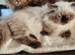 Seal Point Himilayan munchkin Kitten - Munchkin Cat For Sale - Greenville&comma; OH&comma; US