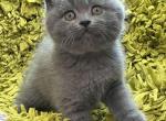 Velvet - British Shorthair Cat For Sale - Hollywood&comma; FL&comma; US