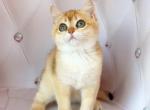 Effe - British Shorthair Cat For Sale - Wheeling&comma; IL&comma; US
