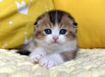 Tom - Scottish Fold Cat For Sale - Hollywood&comma; FL&comma; US