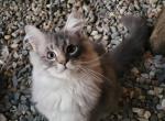 Poe - Maine Coon Cat For Sale - Montgomery&comma; MA&comma; US