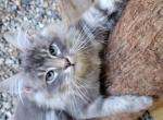 Rocket - Siberian Cat For Sale - Montgomery&comma; MA&comma; US