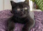 Nemo - Scottish Straight Cat For Sale - Pembroke Pines&comma; FL&comma; US