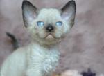Benny - Devon Rex Cat For Sale - Miami&comma; FL&comma; US