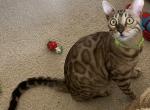 Hunter - Bengal Cat For Sale - Carrollton&comma; TX&comma; US