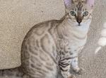 Pierce - Bengal Cat For Sale - Carrollton&comma; TX&comma; US
