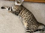Hazel - Bengal Cat For Sale - Carrollton&comma; TX&comma; US