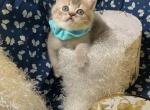 Slate - Scottish Straight Cat For Sale - Gainesville&comma; GA&comma; US