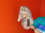 Rona - Scottish Fold Cat For Sale - Levittown&comma; PA&comma; US