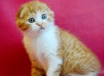 Enisey - Scottish Fold Cat For Sale - Hollywood&comma; FL&comma; US