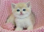 Amina - British Shorthair Cat For Sale - Miami&comma; FL&comma; US