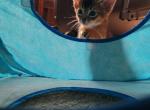 Pete - Abyssinian Cat For Sale - Hutchinson&comma; KS&comma; US