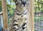 Apollo F6 Male Savannah kitten - Savannah Cat For Sale - Palm Bay&comma; FL&comma; US