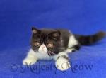 Adha - Exotic Cat For Sale - Yucca Valley&comma; CA&comma; US