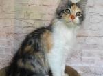 Angora - Maine Coon Cat For Sale - Brooklyn&comma; NY&comma; US
