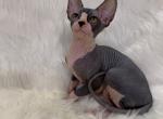 Gabanna - Sphynx Cat For Sale - Brooklyn&comma; NY&comma; US