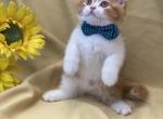 Prince - Scottish Straight Cat For Sale - North Richland Hills&comma; TX&comma; US