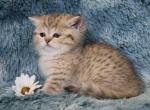 English Muffins - Munchkin Kitten For Sale - Winnemucca&comma; NV&comma; US