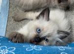 Balinese Kittens - Balinese Cat For Sale - CA&comma; US