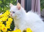 Flame point Male ragdoll - Ragdoll Cat For Sale - Minerva&comma; OH&comma; US