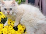 Flame Mink Male ragdoll - Ragdoll Cat For Sale - Minerva&comma; OH&comma; US
