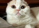 Hammer - Scottish Fold Cat For Sale - Los Angeles&comma; CA&comma; US