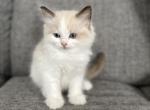 Fluffy Ball Pink - Ragdoll Cat For Sale - NC&comma; US
