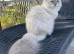 Galaktika - Siberian Cat For Sale/Retired Breeding - Melbourne&comma; FL&comma; US