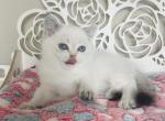 MOCHI female - Scottish Straight Cat For Sale - Sunnyvale&comma; CA&comma; US