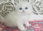 PORTHOS male longhair - Scottish Fold Cat For Sale - Sunnyvale&comma; CA&comma; US
