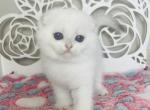 ATHOS male shorthair - Scottish Fold Cat For Sale - Sunnyvale&comma; CA&comma; US