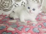 ARAMIS male shorthair - Scottish Straight Cat For Sale - Sunnyvale&comma; CA&comma; US
